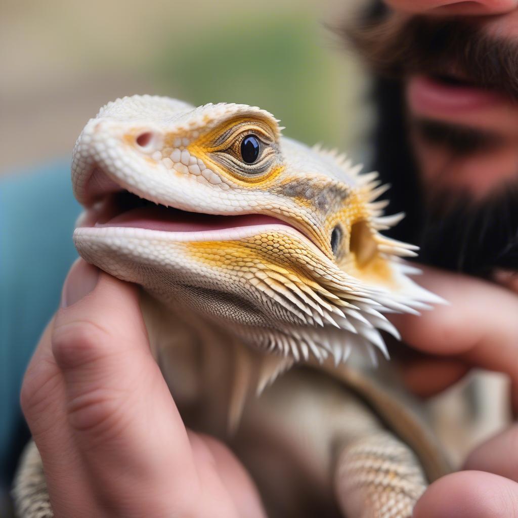 Bearded Dragon Licking Its Owner